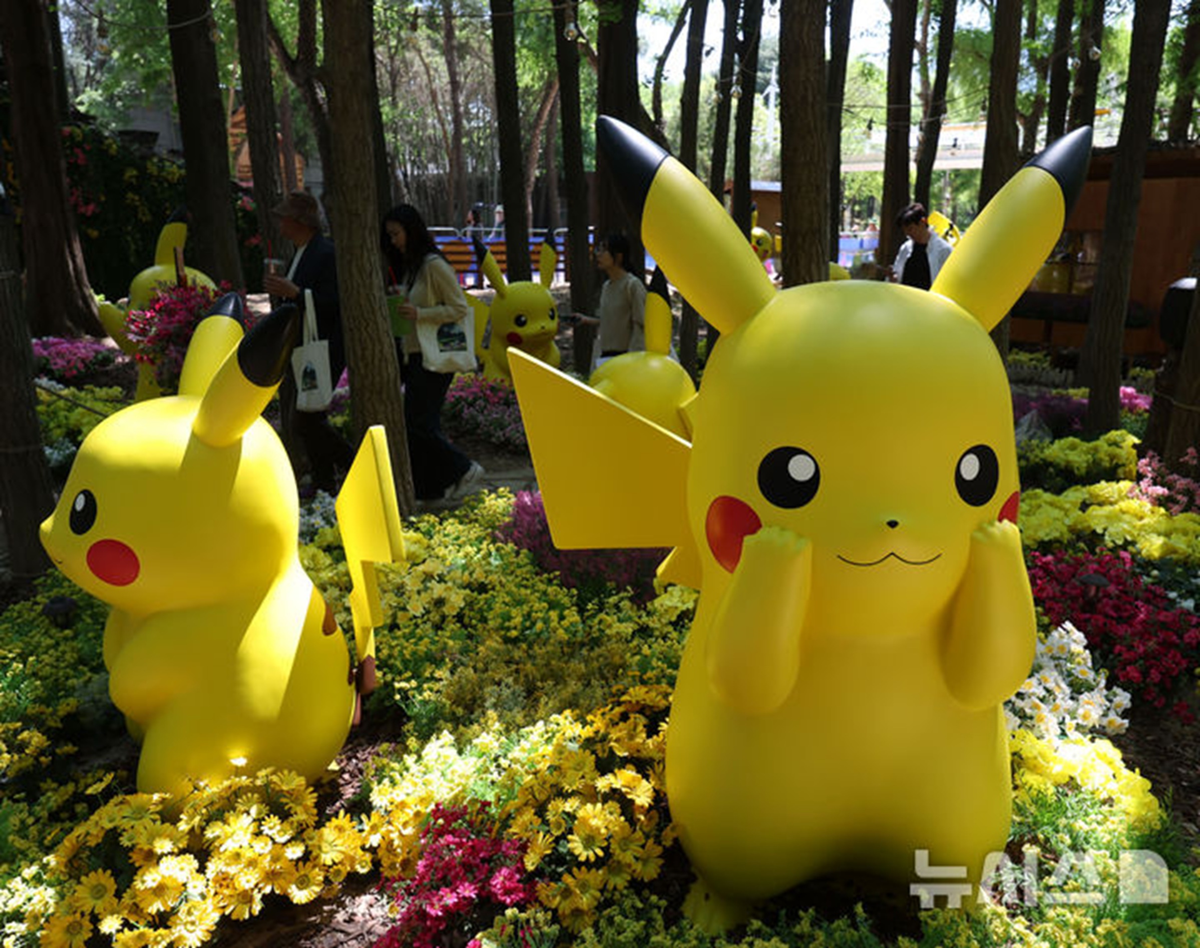 韓国でポケモンカード再販熱…30周年「コイキング」が30万ウォン台に